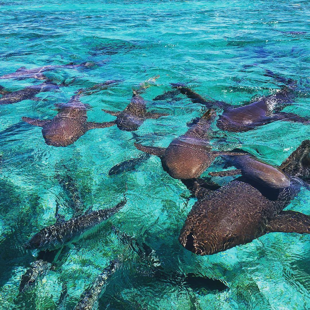Swimming with nurse sharks in Belize