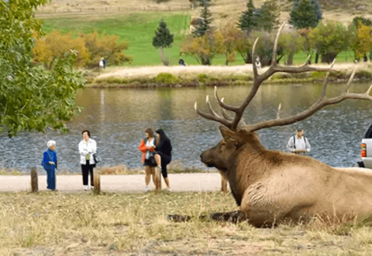 elkfest