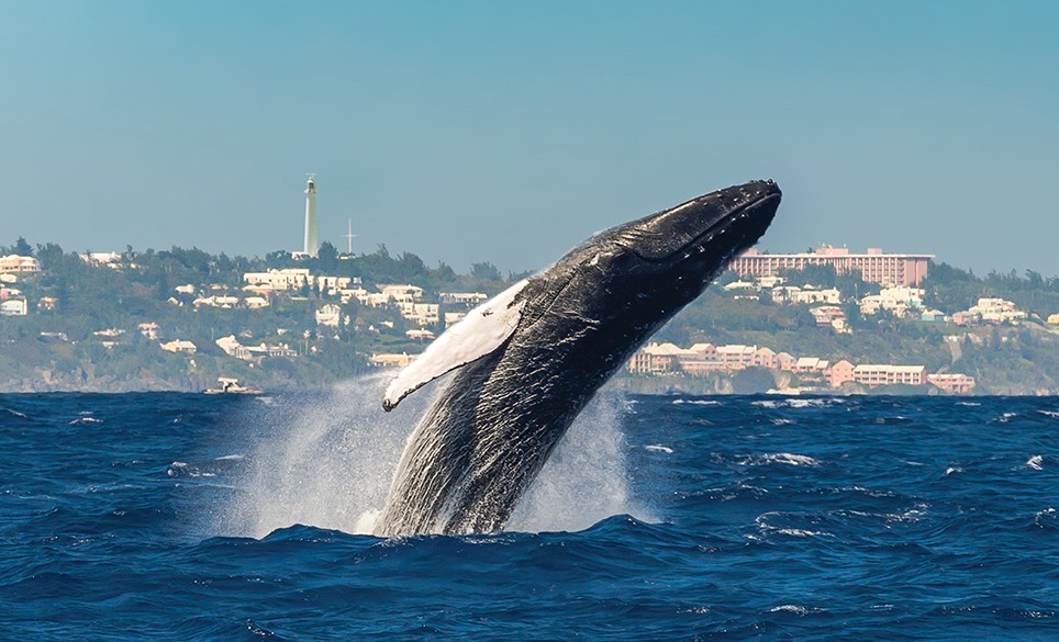 Bermuda whale watching