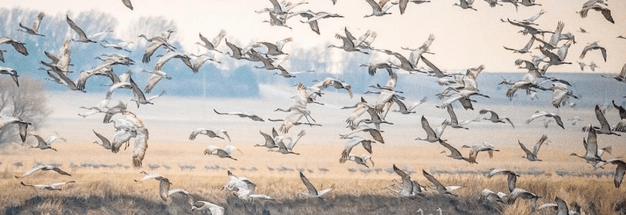 Feast Your Eyes On 5 Amazing Images Of This Year's Great Sandhill Crane Migration