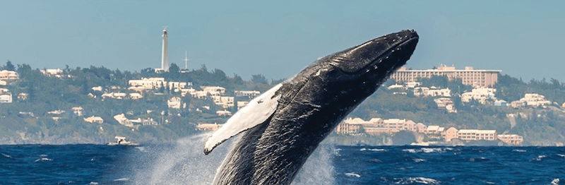 Humpback Island: Whale Watching in Bermuda