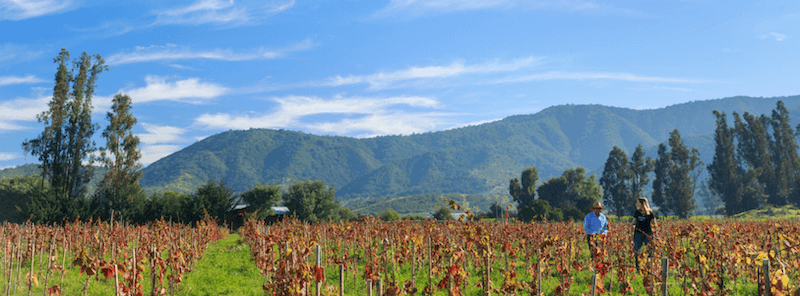 The Perfect Pairs For Chile’s Top Wine Regions