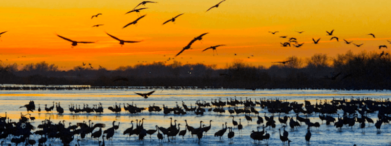 Nebraska’s Great Crane Migration – A Different Type of March Madness