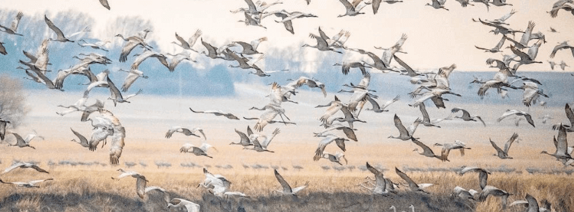 nebraska sandhill crane migration
