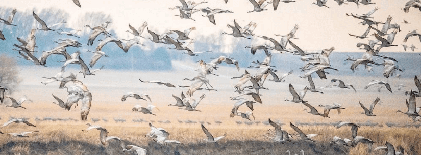 TAKING FLIGHT WITH NEBRASKA’S SANDHILL CRANE MIGRATION